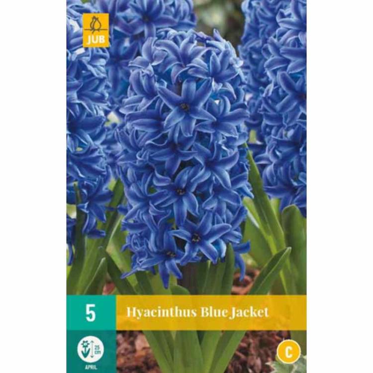 Hyacint Single - Blue Jacket (5 cibulí) "C"