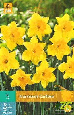 Narcis - Carlton (5 cibulí) "B"