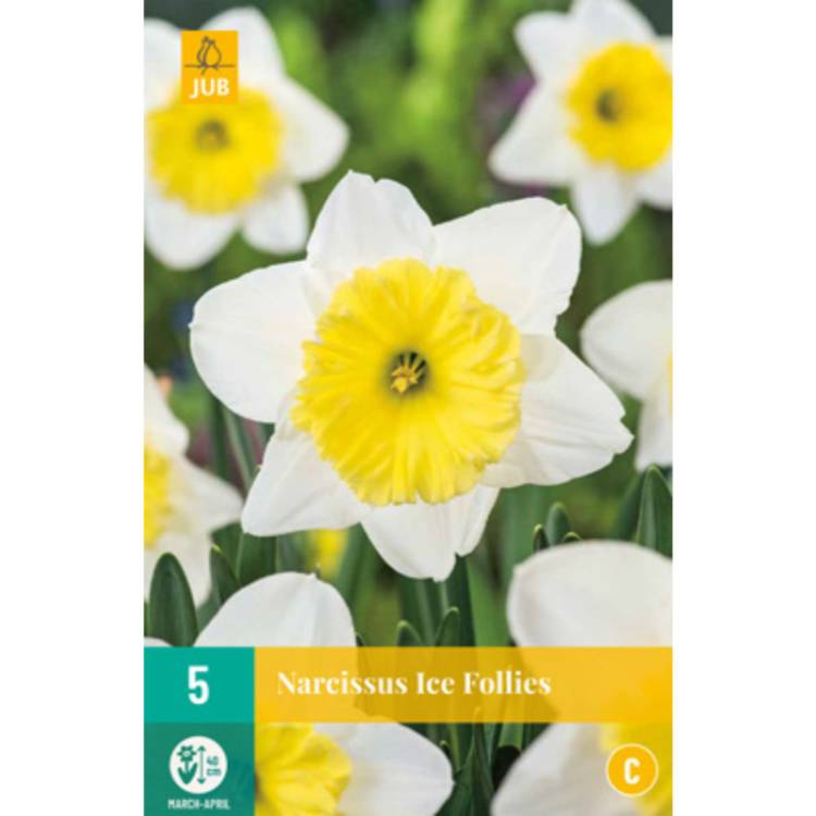 Narcis - Ice Follies (5 cibulí) "C"