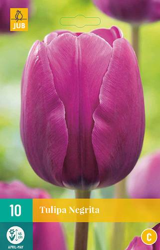 Tulipán - Negrita (10 cibulí) "C"