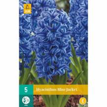 Hyacint Single - Blue Jacket (5 cibulí) "C"