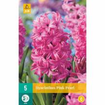 Hyacint Single - Pink Pearl (5 cibulí) "C"