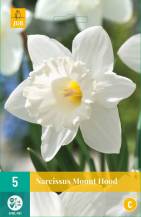 Narcis - Mount Hood (5 cibulí) "C"