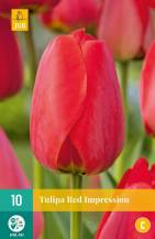 Tulipán - Red Impression (10 cibulí) "C"