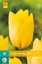 Tulipán - Strong Gold (10 cibulí) "C"